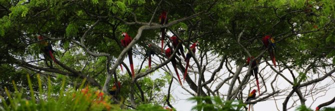 A flock of Scarlet Macaws at Playa Esterillos. They are seen from Orotina down down to Playa Esterillos