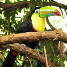 keel billed toucan