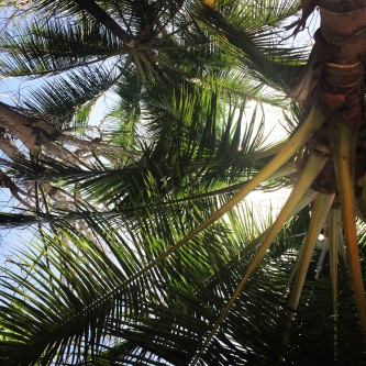Palm tree in punta leone