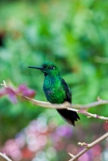 hummingbirds galore